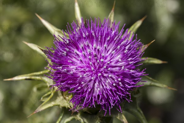 Milk thistle (Silybum marianum)