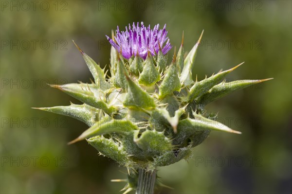 Milk thistle (Silybum marianum)