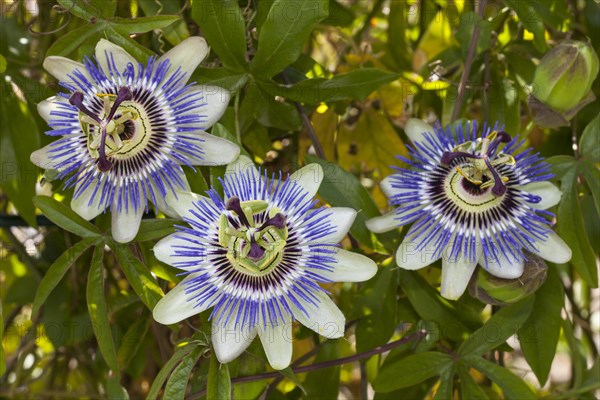 Flowers of a blue passion flower (Passiflora caerulea)