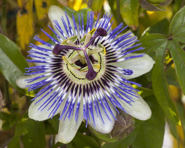 Blue passion flower (Passiflora caerulea)