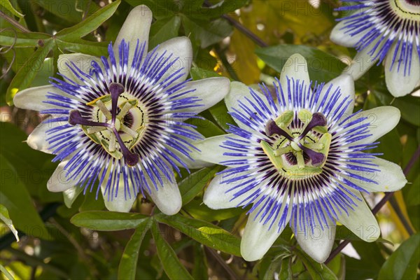 Blue passion flowers (Passiflora caerulea)