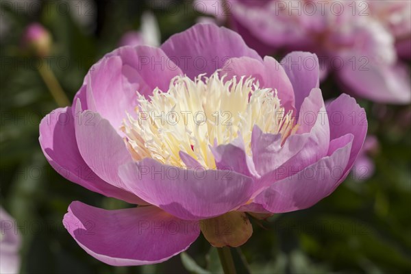 Chinese peony or common garden peony (Paeonia lactiflora)