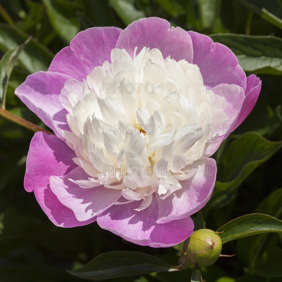 Chinese peony or common garden peony (Paeonia lactiflora)