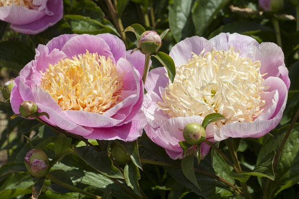 Chinese peony or common garden peony (Paeonia lactiflora)