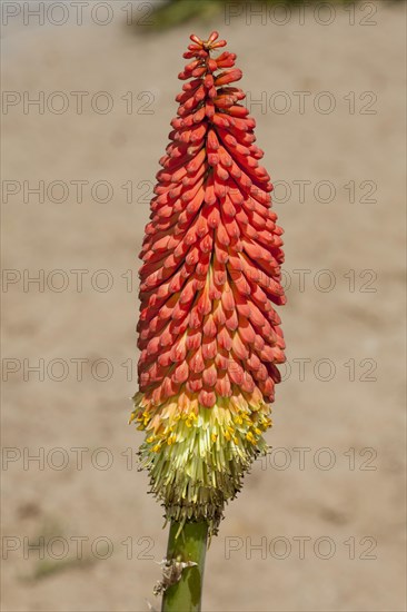 Orange Flame Poker Plant (Kniphofia galpinii)