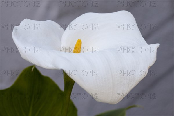 Calla lily or arum lily (Zantedeschia aethiopica)