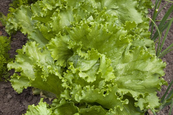 Iceberg lettuce (Lactuca sativa) in a vegetable patch