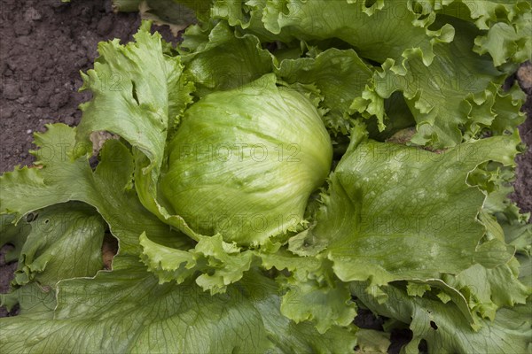 Iceberg lettuce (Lactuca sativa) in a vegetable patch