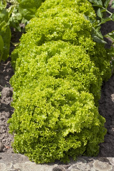 Lettuce (Lactuca sativa)