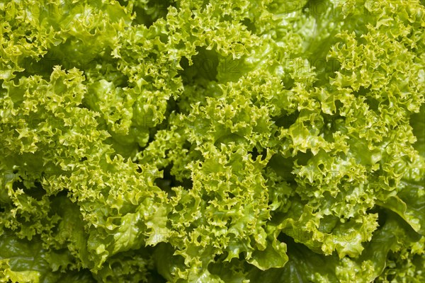 Lettuce (Lactuca sativa)