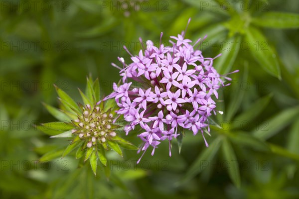 Creeping Crosswort (Phuopsis stylosa)