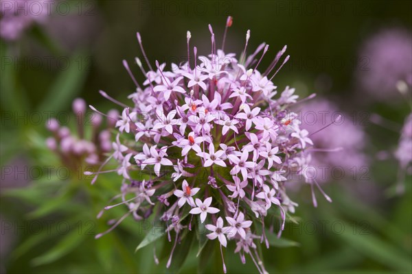 Creeping Crosswort (Phuopsis stylosa)