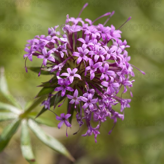 Creeping Crosswort (Phuopsis stylosa)