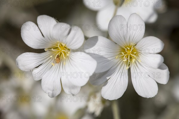 White flowers of a Snow-in-Summer plant (Cerastium tomentosum)