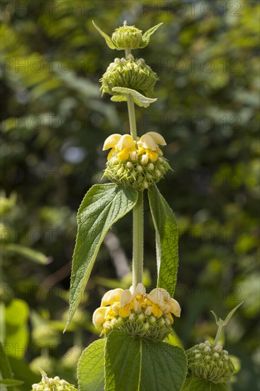 Turkish sage (Phlomis russeliana) prevalent in Anatolia