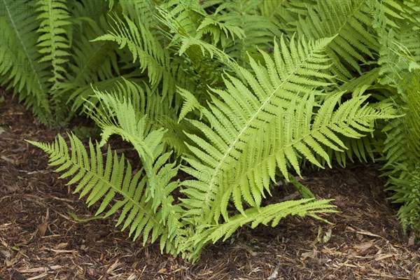 Ostrich fern