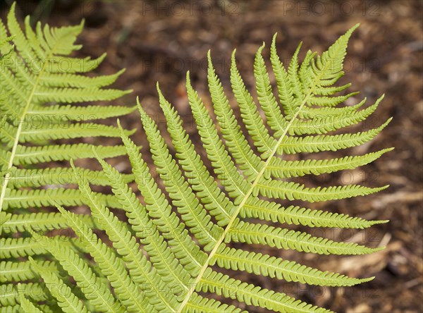 Ostrich fern