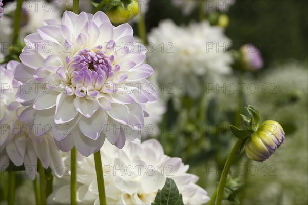 Eveline dahlia (Dahlia x hybrida)