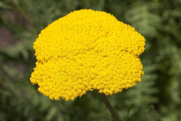 Yarrow (Achillea filipendulina)