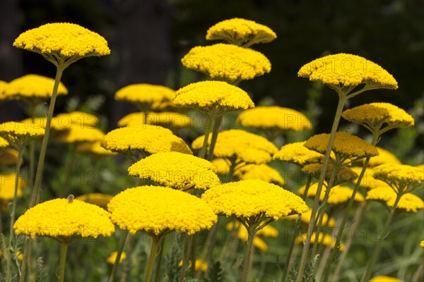 Yarrow (Achillea filipendulina)