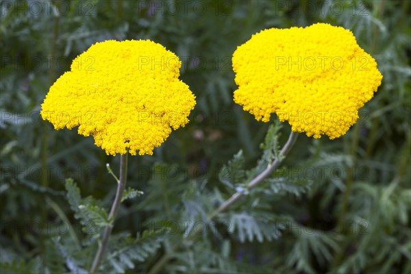 Yarrow (Achillea filipendulina)