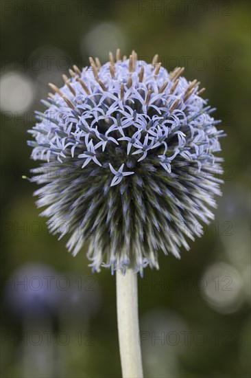 Southern globethistle (Echinops ritro)