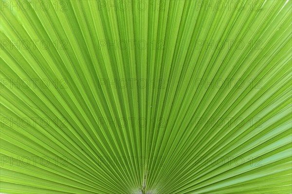 Palm fronds