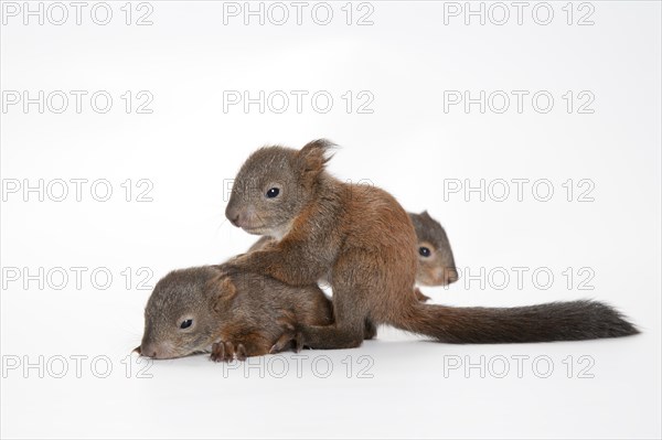 Squirrel (Sciurus vulgaris)