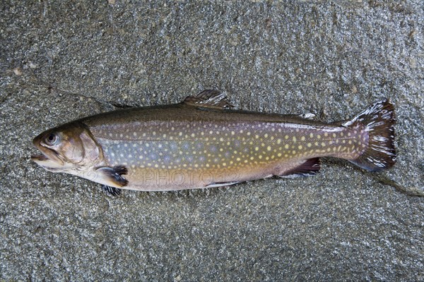 Char or charr (Salvelinus sp.) lying on stone slab with open mouth