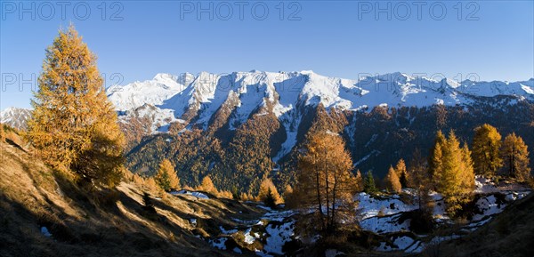 Yellow larches (Larix sp.)