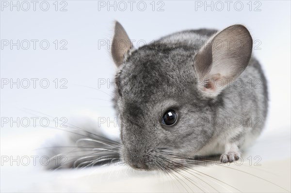 Chinchilla (Chinchilla sp.)