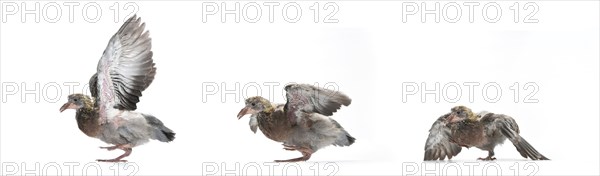 Feral pigeon (Columba livia domestica)