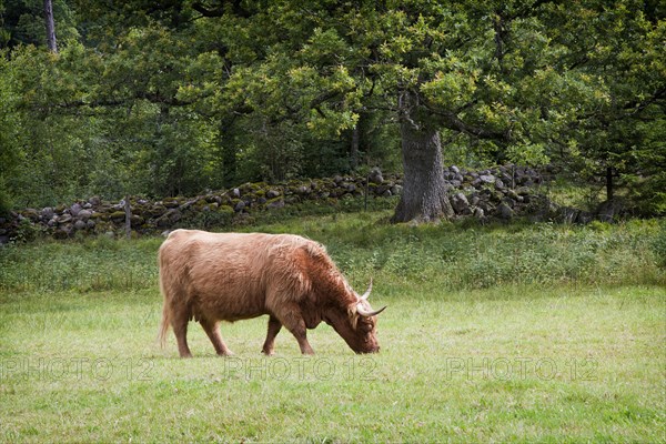 Highland Cattle (Bos primigenius taurus) on pasture