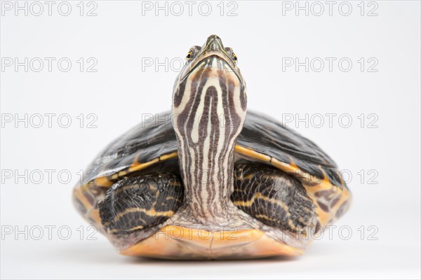 Yellow-bellied slider (Trachemys scripta scripta)