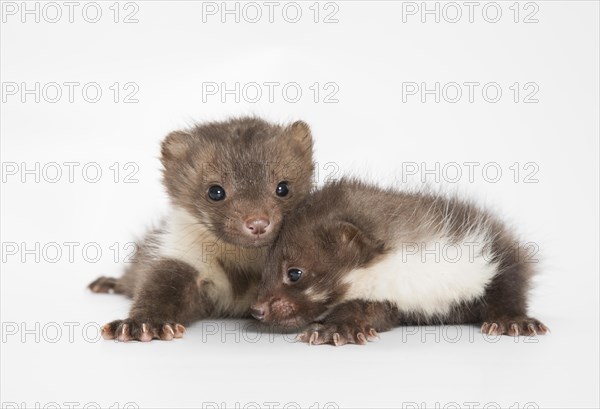 Young Stone Marten or Beech Marten (Martes foina)