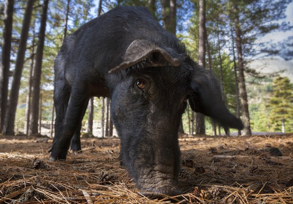 Corsican domestic pig (domum porcus) in pine forest