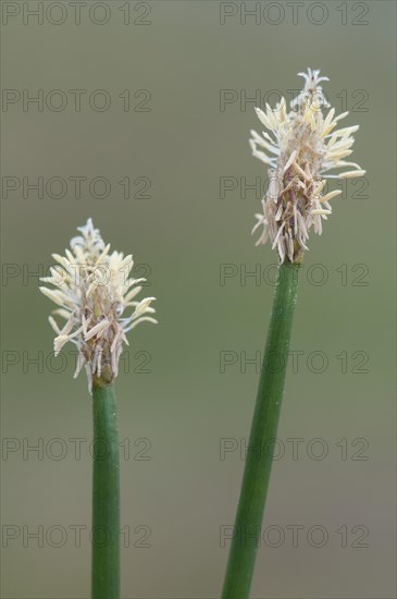 Common Spike-rush (Eleocharis palustris)
