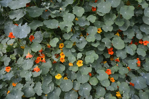 Nasturtium (Tropaeolum majus)