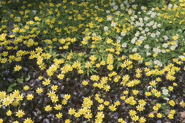 Lesser Celandine (Ranunculus ficaria 'Brazen Hussy' and 'Salmon`s White') and Yellow Anemone (Anemone ranunculoides)