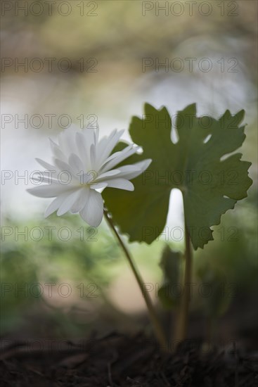 Bloodroot (Sanguinaria canadensis 'Flore Pleno')