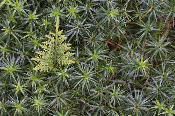 Spikemoss (Selaginella spec.) on Common Haircap Moss (Polytrichum commune)