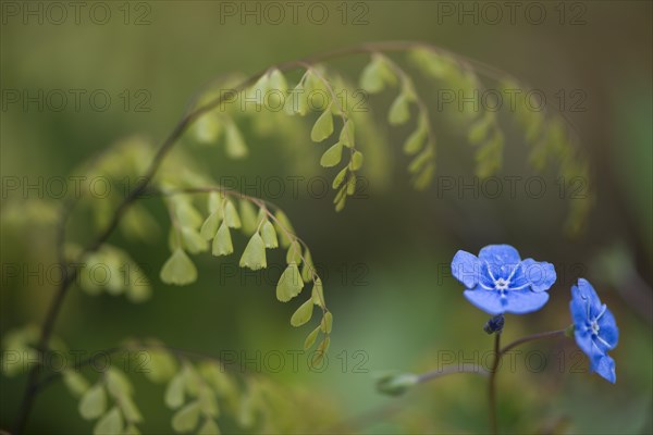 Evergreen or Himalayan maidenhair (Adiantum venustum)