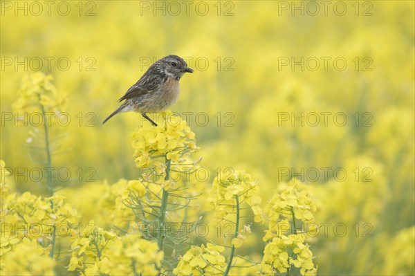 Stonechat (Saxicola rubicola)