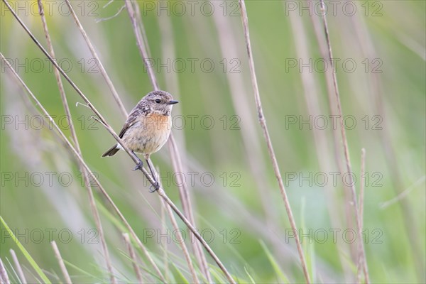 Stonechat (Saxicola rubicola)