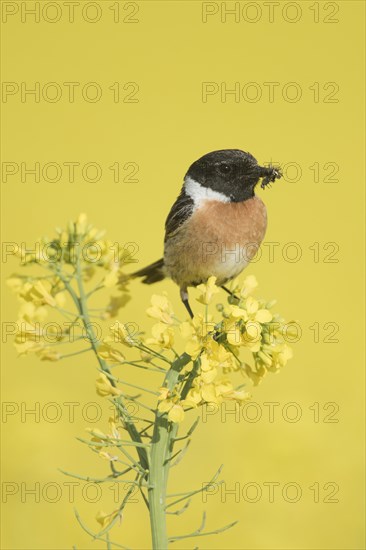 Stonechat (Saxicola rubicola)