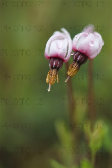 Cranberry (Vaccinium oxycoccus)