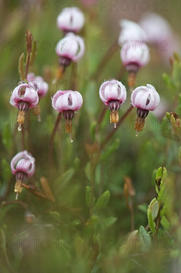 Cranberry (Vaccinium oxycoccus)