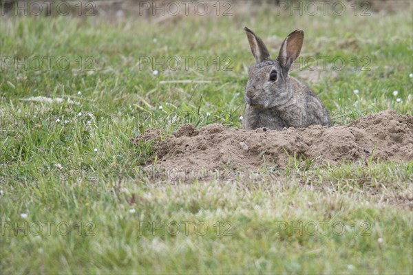 European Rabbit (Oryctolagus cuniculus) at the burrow
