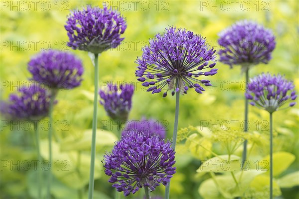 Onion flowers (Allium 'Purple Splendour') and Horse Parsley (Smyrnium perfoliatum)