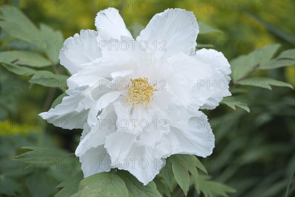 Tree Peony (Paeonia suffruticosa 'Godaishu')